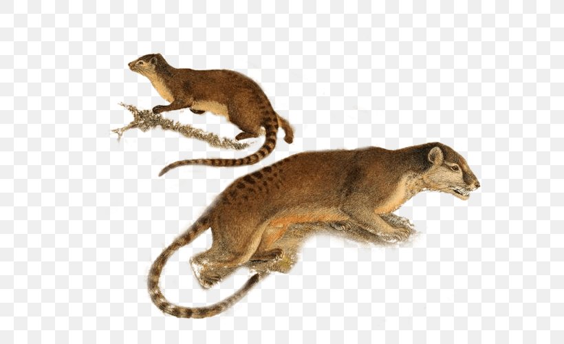 Viverrids Hose's Palm Civet Mongoose Animal, PNG, 600x500px, Viverrids, Animal, Asian Palm Civet, Carnivoran, Civet Download Free