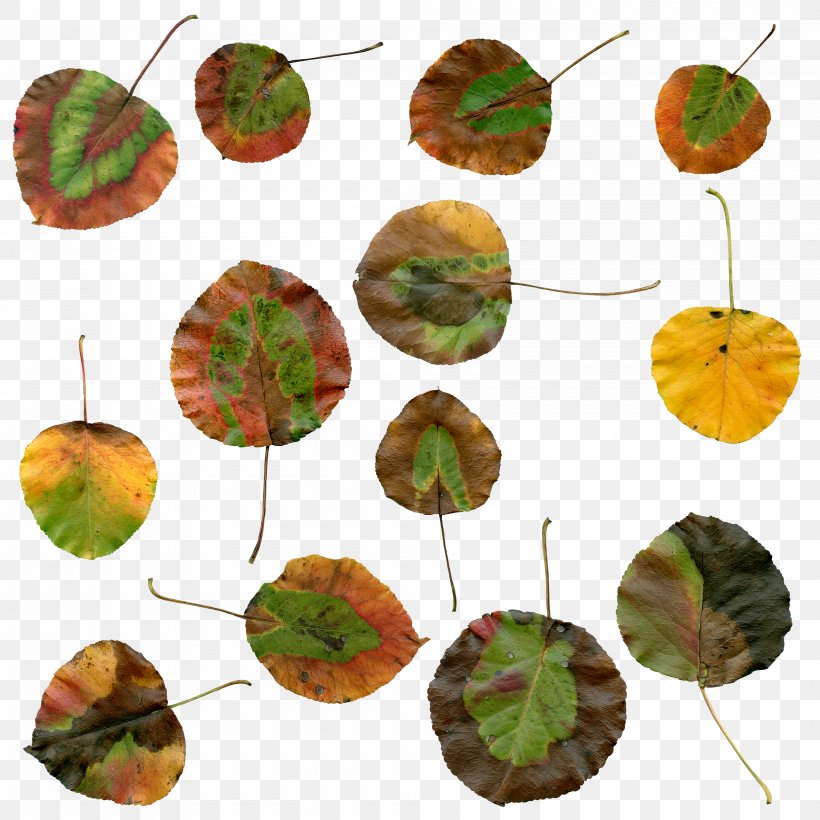 Autumn Leaf Color Plant, PNG, 4000x4000px, Leaf, Autumn, Autumn Leaf Color, Brown, Cloud Download Free