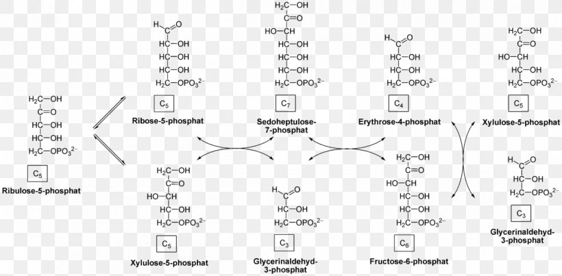 Pentose Phosphate Pathway Transketolase Transaldolase Glyceraldehyde 3-phosphate, PNG, 1200x591px, Pentose Phosphate Pathway, Adenosine Triphosphate, Area, Black And White, Diagram Download Free