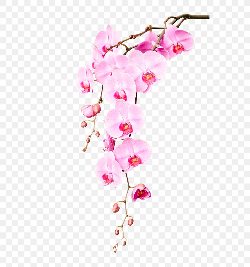 Stock Photography Orchids Garden Roses Flower, PNG, 650x873px, Stock Photography, Blossom, Branch, Bud, Can Stock Photo Download Free