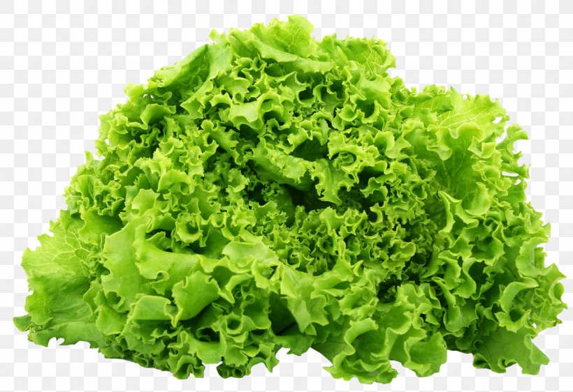 Butterhead Lettuce Romaine Lettuce Vegetarian Cuisine Salad Vegetable, PNG, 1177x808px, Butterhead Lettuce, Celtuce, Endive, Food, Herb Download Free