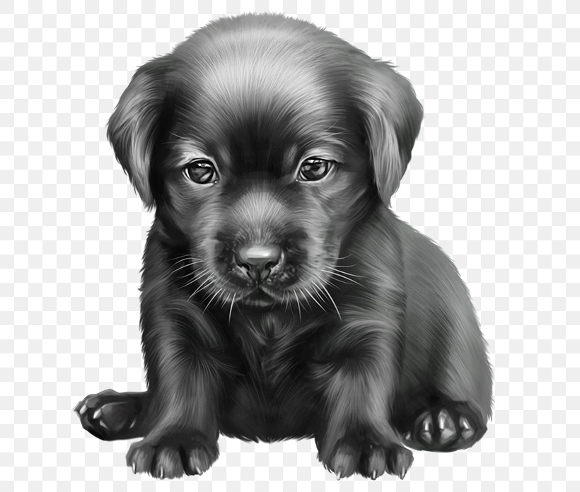 Dog Puppy Labrador Retriever Retriever Sporting Group, PNG, 629x696px, Dog, Beagador, Blackandwhite, Companion Dog, Drawing Download Free