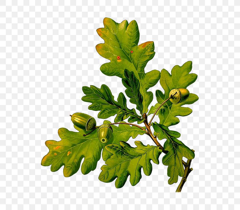 English Oak Köhler's Medicinal Plants Sessile Oak Acorn Quercus Cerris, PNG, 647x720px, English Oak, Acorn, Beech Family, Botanical Illustration, Botany Download Free