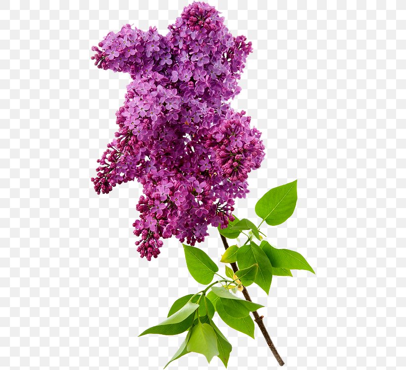 Common Lilac Photography Clip Art, PNG, 456x747px, Lilac, Common Lilac, Computer Graphics, Cut Flowers, Flower Download Free