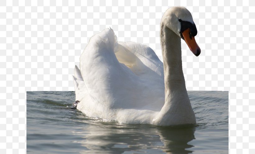 Mute Swan Domestic Goose Bird, PNG, 650x497px, Mute Swan, Beak, Bird, Cygnini, Domestic Goose Download Free