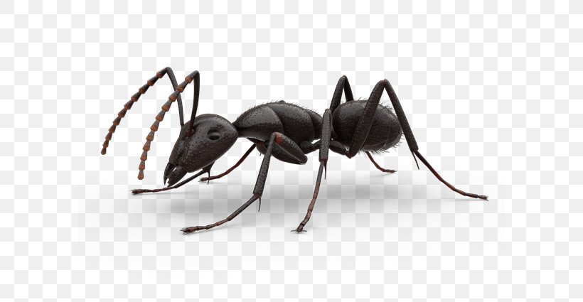 Carpenter Ant, PNG, 600x425px, Ant, Ant Colony, Arthropod, Beetle, Carpenter Ant Download Free