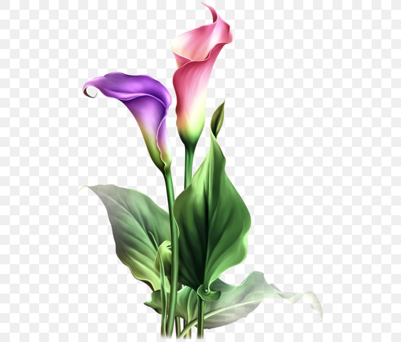 Flower Arum-lily Pin Watercolor Painting, PNG, 518x699px, Flower, Alismatales, Artificial Flower, Arum, Arumlily Download Free