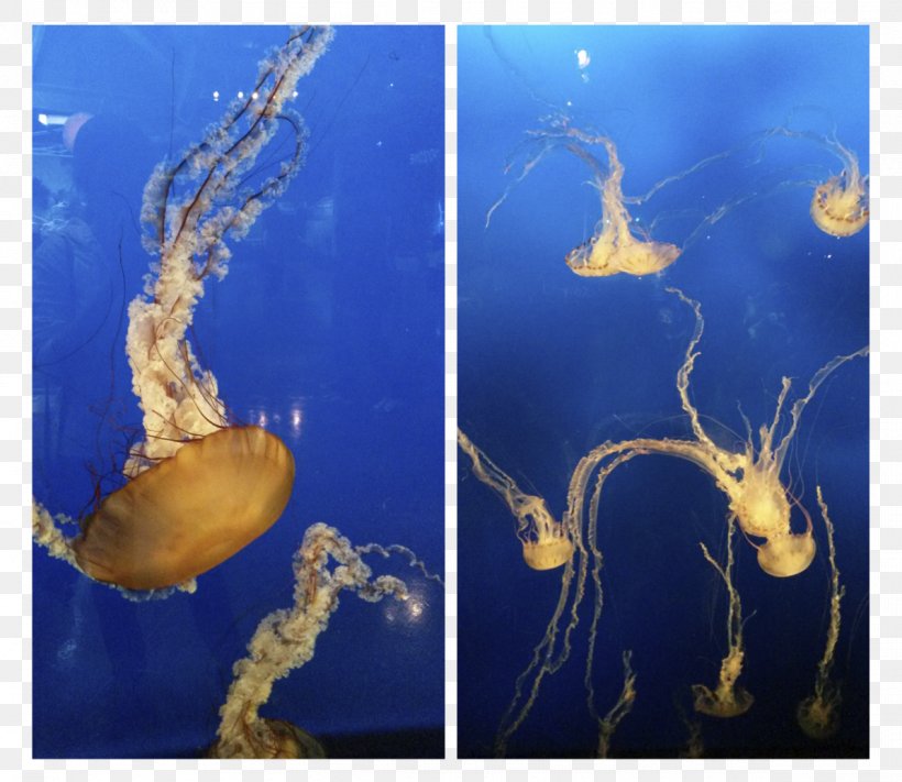 Jellyfish Marine Biology Stock Photography, PNG, 1194x1036px, Jellyfish, Biology, Cnidaria, Invertebrate, Marine Biology Download Free