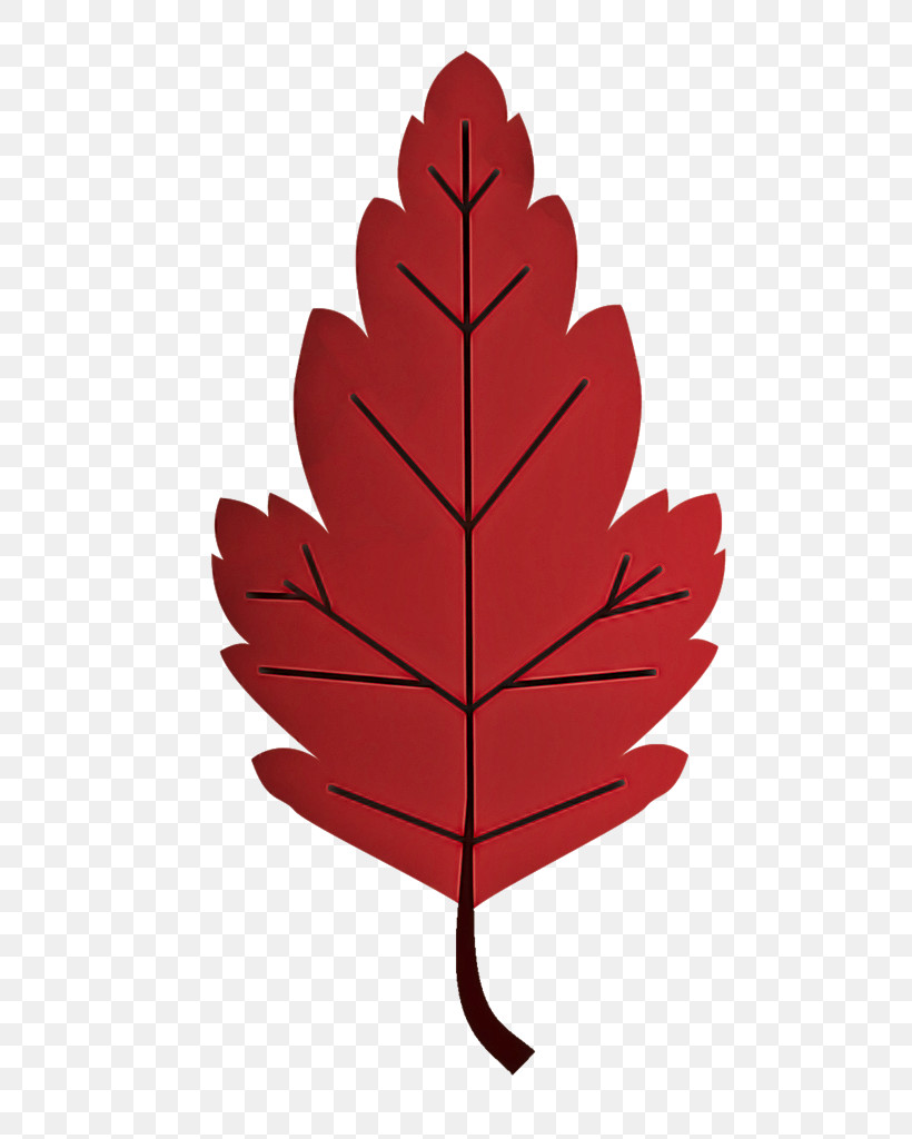 Leaf Maple Leaf / M Tree Plant Structure Science, PNG, 672x1024px, Leaf, Biology, Maple Leaf M, Plant, Plant Structure Download Free