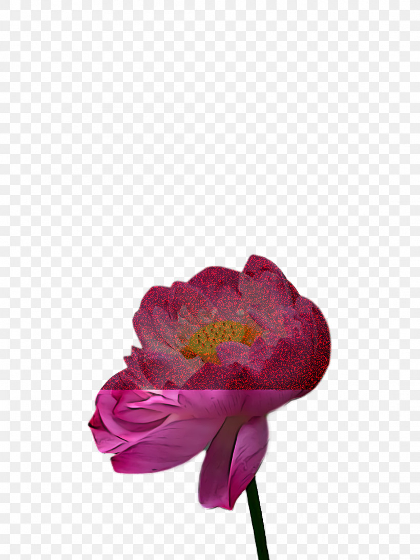 Lotus Flower Summer Flower, PNG, 1106x1472px, Lotus Flower, Cut Flowers, Floral Design, Flower, Flower Bouquet Download Free
