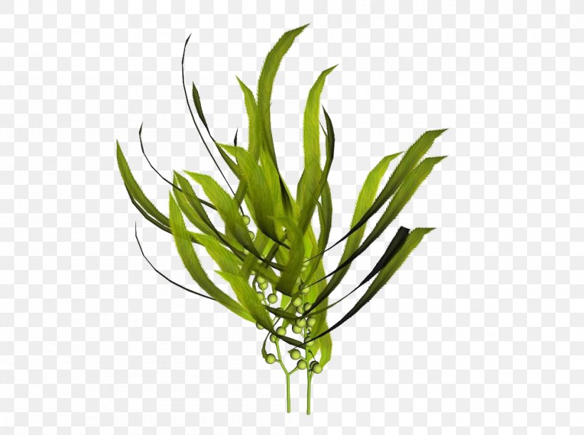 Macrocystis Pyrifera Kelp Seaweed Mineral, PNG, 1000x747px, Macrocystis Pyrifera, Alaria, Algae, Deepsea Tangle, Flowerpot Download Free