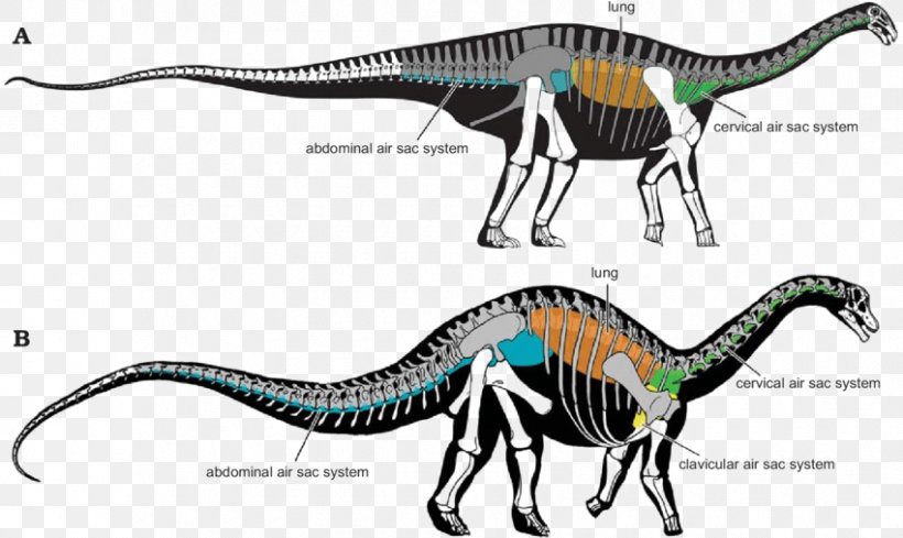 Velociraptor Sauropoda Brachiosaurus Bird Tyrannosaurus, PNG, 850x507px, Velociraptor, Allosaurus, Anatomy, Animal, Apatosaurus Download Free