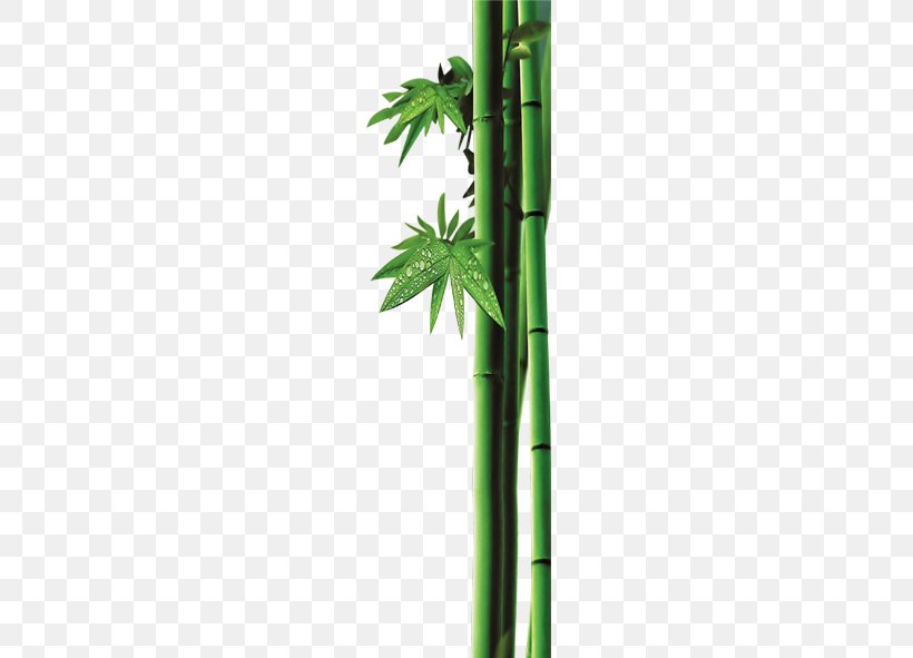 Bamboo Bambusa Oldhamii Leaf Clip Art, PNG, 591x591px, Bamboo, Bambusa Oldhamii, Chinese Painting, Computer Numerical Control, Google Images Download Free