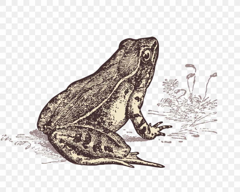 Frog Les Dictons De Ma Grenouille: ...au Fil Des Saisons Toad, PNG, 1175x941px, Frog, Amphibian, Beat, Beatport, Fauna Download Free