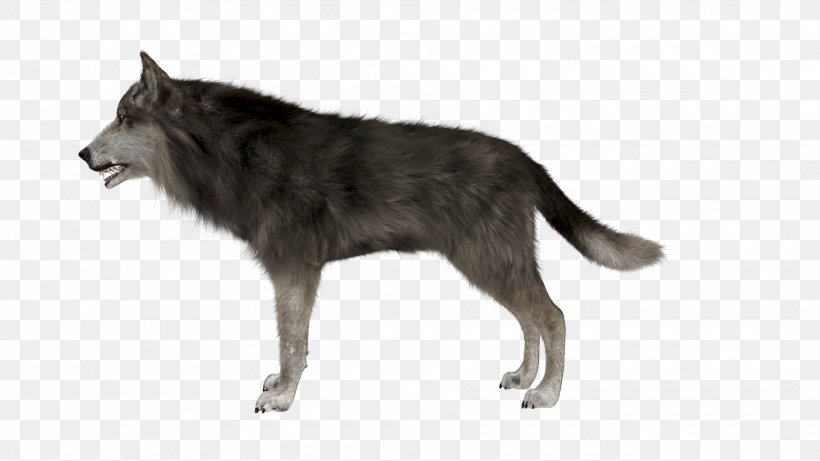 Irish Wolfhound Arctic Wolf Eastern Wolf Animal, PNG, 1920x1080px, Irish Wolfhound, Animal, Arctic Wolf, Canis, Canis Lupus Tundrarum Download Free