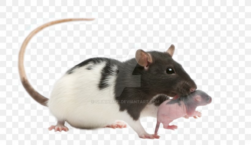 Brown Rat Mouse Infant Fancy Rat Gerbil, PNG, 1172x681px, Brown Rat, Fancy Rat, Gerbil, Infant, Mammal Download Free