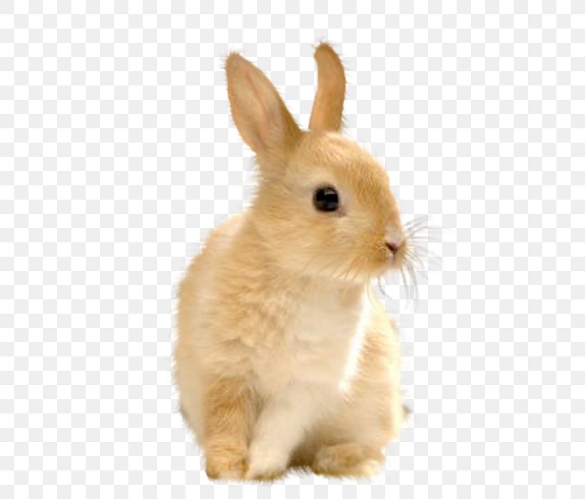 Domestic Rabbit European Rabbit Easter Bunny Hare, PNG, 477x700px, Rabbit, Animal, Domestic Rabbit, Drawing, Easter Bunny Download Free