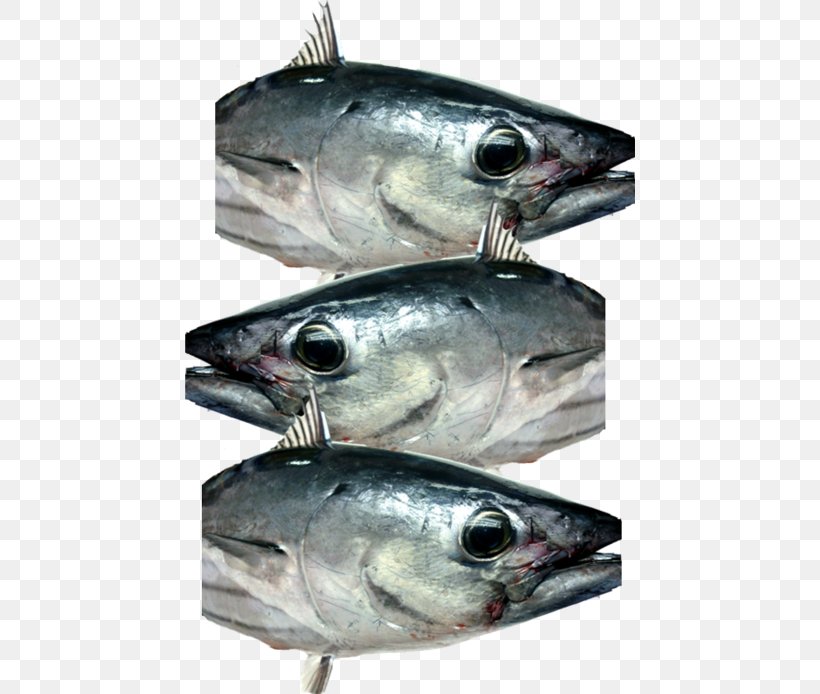 Mackerel Fish Products Oily Fish Sardine Anchovy, PNG, 450x694px, Mackerel, Anchovy, Barramundi, Bonito, Bony Fish Download Free