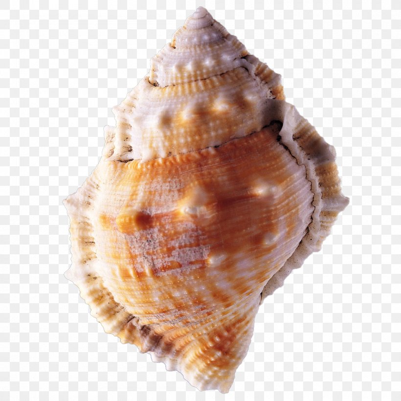 Seashell Conch, PNG, 1000x1000px, Seashell, Animal Product, Beach, Clam, Clams Oysters Mussels And Scallops Download Free
