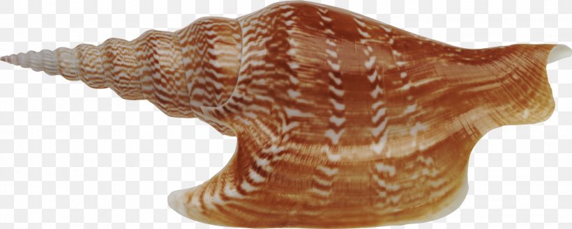 Seashell Download Sea Snail, PNG, 2236x899px, Seashell, Animal Figure, Artifact, Conch, Depositfiles Download Free