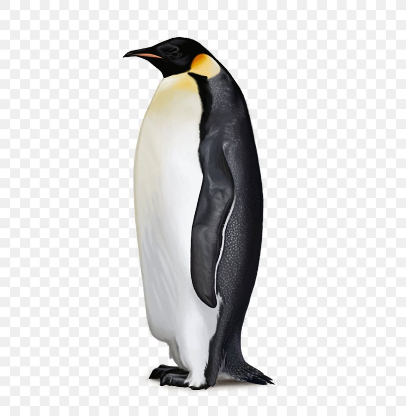 Antarctica Penguins Are Waterbirds Flightless Bird, PNG, 600x840px, Antarctica, Animal, Beak, Bird, Drawing Download Free