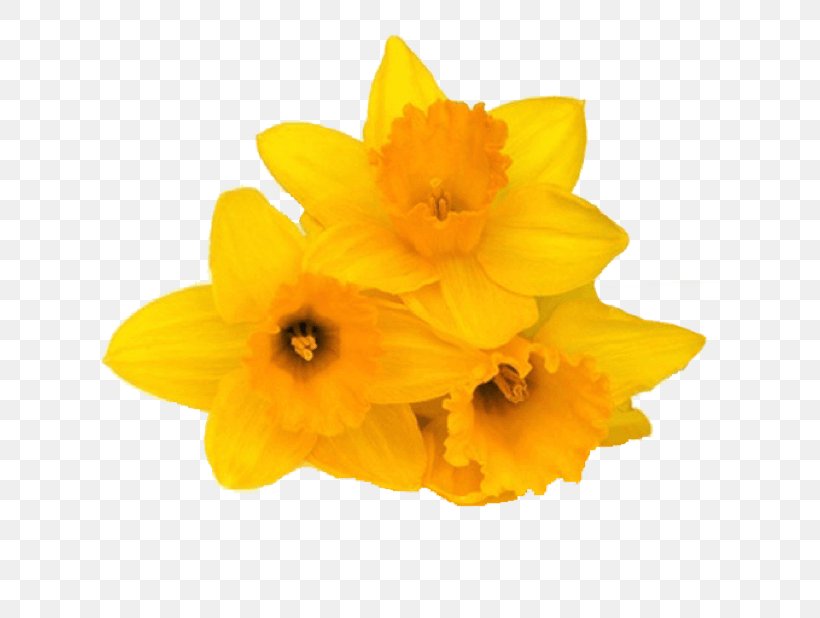 Daffodil IMessage Sticker Flower Petal, PNG, 618x618px, Daffodil, Amaryllis Family, Flower, Flowering Plant, Garden Download Free