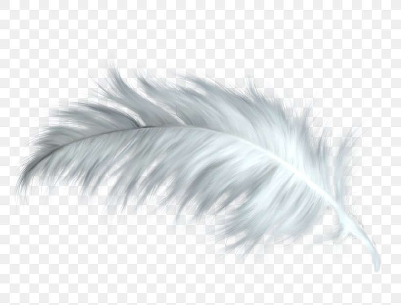 Feather Close-up, PNG, 800x624px, Feather, Black And White, Closeup, Quill, Wing Download Free