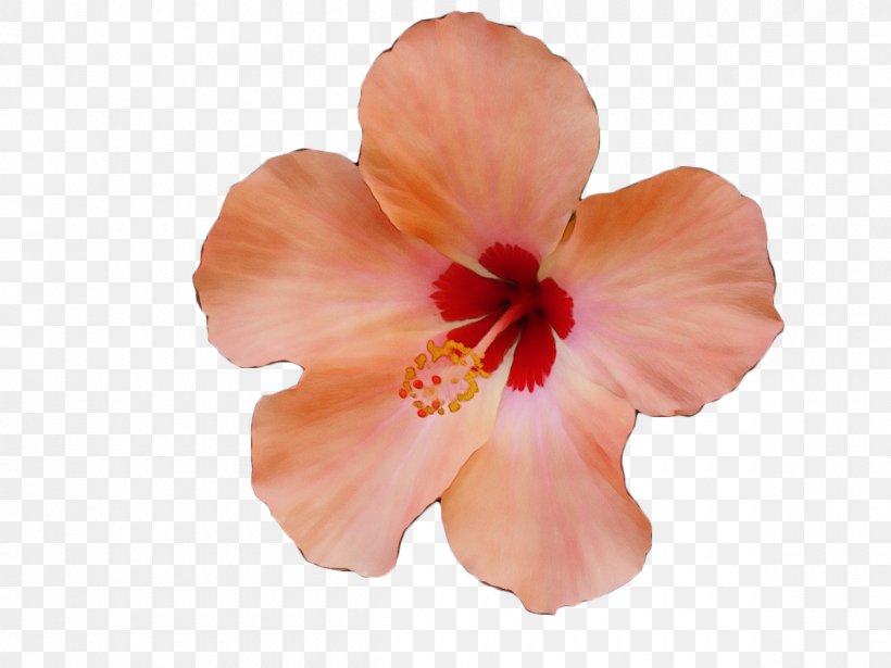 Flowering Plant Petal Hibiscus Flower Hawaiian Hibiscus, PNG, 1200x900px, Watercolor, Chinese Hibiscus, Flower, Flowering Plant, Hawaiian Hibiscus Download Free