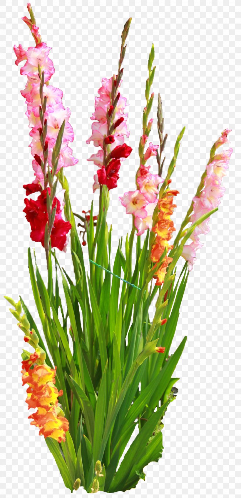 Gladiolus Cut Flowers Bulb Floral Design, PNG, 945x1950px, Gladiolus, Aquarium Decor, Blog, Bulb, Cultivar Download Free