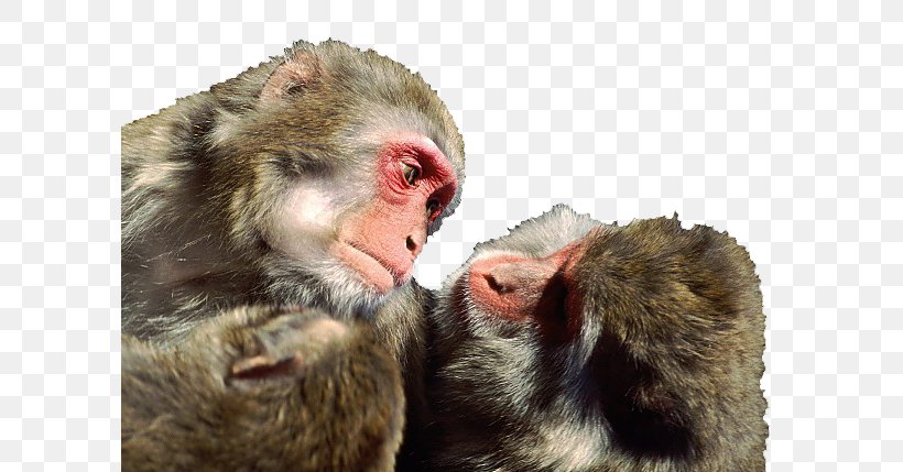 Gorilla Japanese Macaque Rhesus Macaque Primate Monkey, PNG, 600x429px, Gorilla, Ape, Cuteness, Fauna, Ferret Download Free