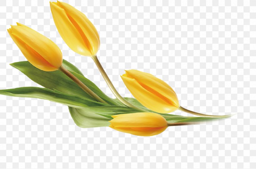 Tulip Yellow Flower, PNG, 917x606px, Tulip, Cut Flowers, Flower, Flowering Plant, Lily Family Download Free