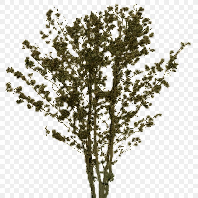 Twig Plant Stem Shrub, PNG, 1024x1024px, Twig, Branch, Plant, Plant Stem, Shrub Download Free