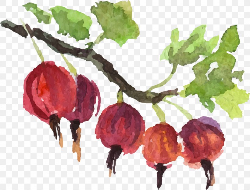 Vector Graphics Image Illustration Watercolor Painting Royalty-free, PNG, 1076x816px, Watercolor Painting, Botany, Branch, Common Fig, Flower Download Free