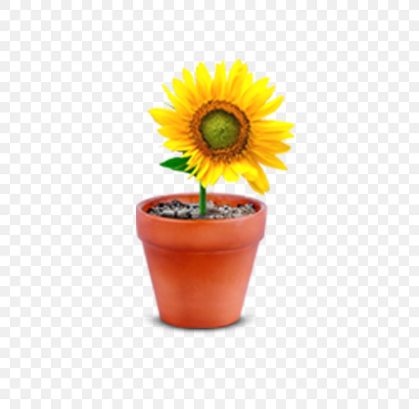 Common Sunflower Flowerpot Window, PNG, 800x800px, Common Sunflower, Bonsai, Chrysanthemum, Cup, Daisy Family Download Free