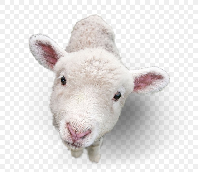 Sheep Goat Image Lamb And Mutton, PNG, 740x714px, Sheep, Cow Goat Family, Goat, Lamb And Mutton, Library Download Free