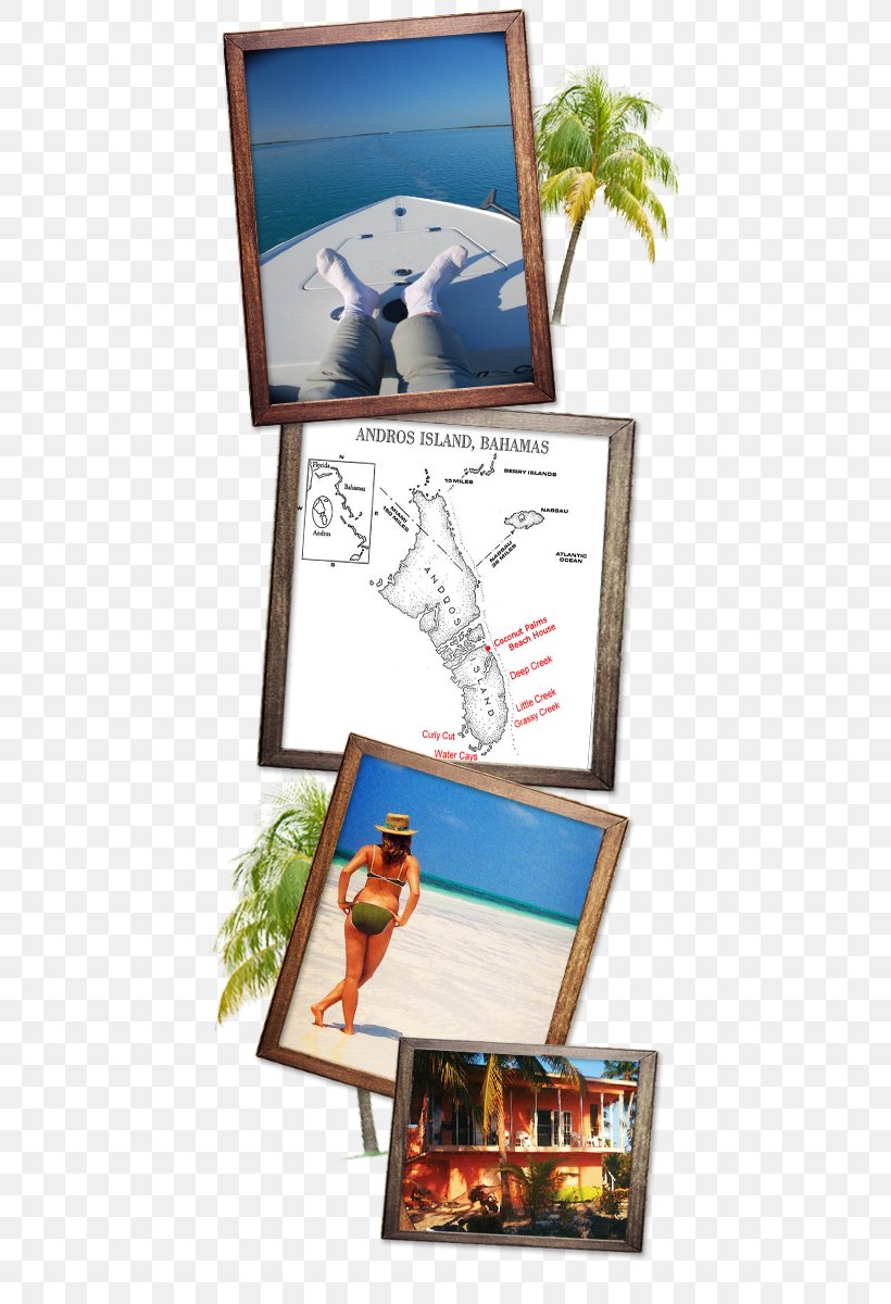 South Andros Fishing Rods Picture Frames Beach, PNG, 432x1200px, Fishing, Andros Bahamas, Angling, Beach, Caribbean Download Free