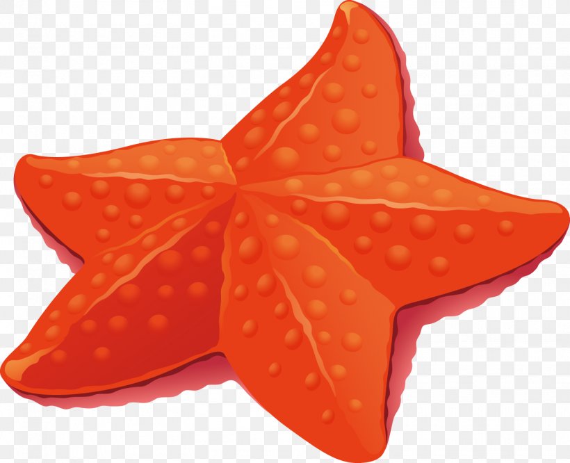 Starfish Euclidean Vector, PNG, 1516x1232px, Starfish, Echinoderm, Euclidean Space, Marine Invertebrates, Orange Download Free
