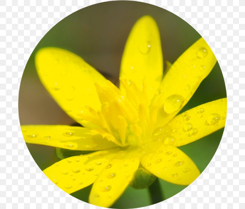 Face Lesser Celandine Skin Facial Greater Celandine, PNG, 700x700px, Face, Active Ingredient, Buttercup, Extract, Facial Download Free