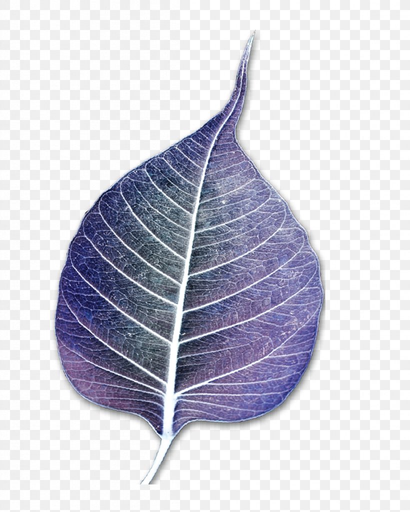 Leaf, PNG, 1161x1450px, Leaf, Lilac, Plant, Purple Download Free