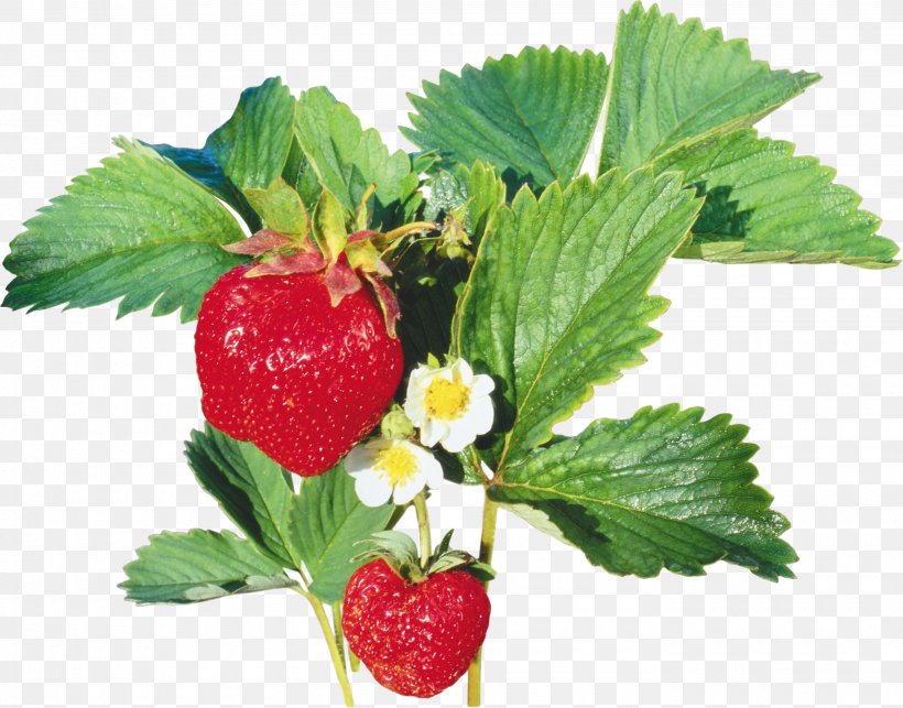 Musk Strawberry, PNG, 2800x2197px, Strawberry, Adobe Premiere Pro, Berry, Diet Food, Food Download Free