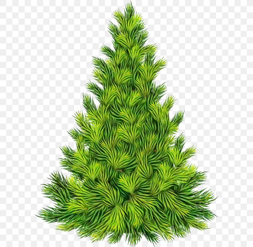 Shortleaf Black Spruce Balsam Fir Columbian Spruce White Pine Yellow Fir, PNG, 595x800px, Watercolor, Balsam Fir, Colorado Spruce, Columbian Spruce, Lodgepole Pine Download Free