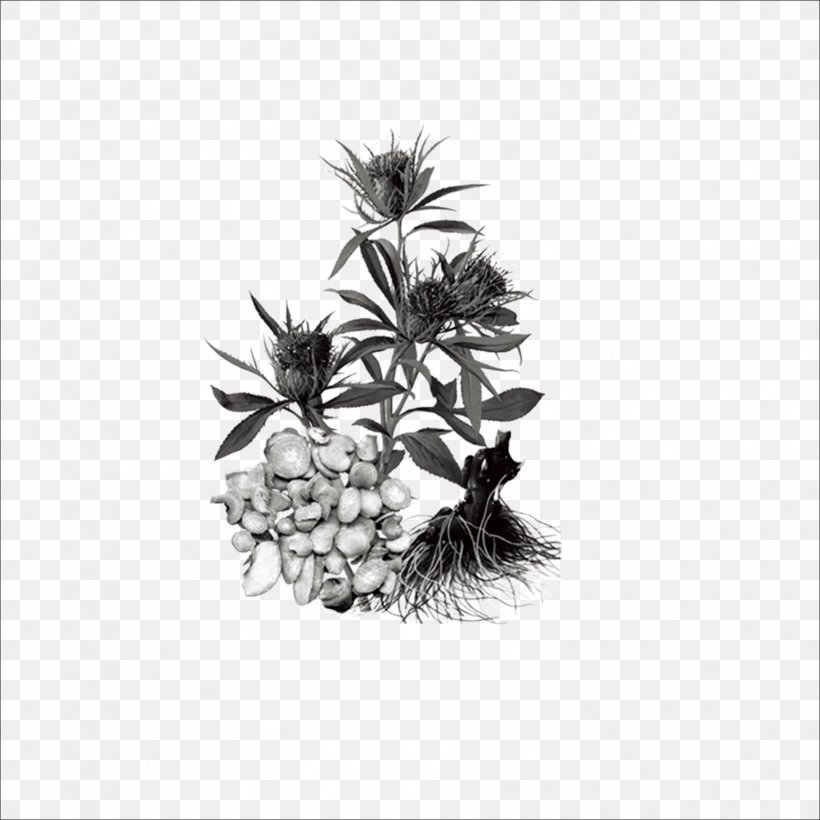 Bai Zhu Rhizome Chinese Herbology Herbal Traditional Chinese Medicine, PNG, 1773x1773px, Bai Zhu, Atractylodes, Black And White, Branch, Chinese Herbology Download Free