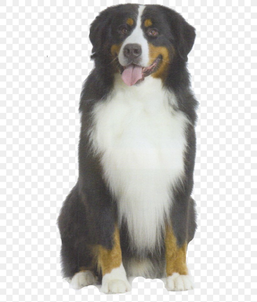 Bernese Mountain Dog Puppy Toilet Training Pet Dog Behavior, PNG, 520x963px, Bernese Mountain Dog, Australian Shepherd, Bark, Bathroom, Carnivoran Download Free