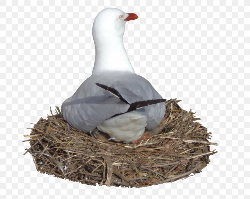 Bird Nest Gulls Goose Common Gull, PNG, 700x653px, Bird, Anatidae, Beak, Bird Nest, Com Download Free