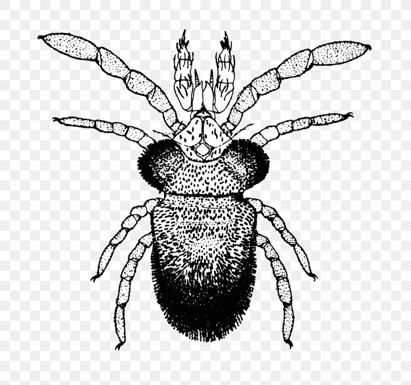 Honey Bee Tetranychus Urticae Acari Acarologia Mite, PNG, 768x768px, Honey Bee, Acari, Art, Arthropod, Artwork Download Free