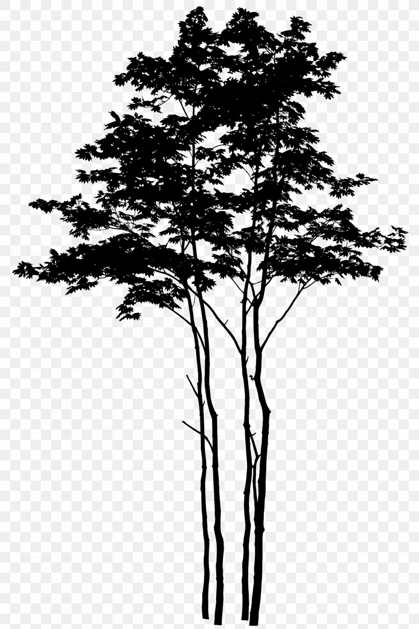 Silhouette Tree Image Photography Branch, PNG, 2800x4200px, Silhouette, Acer Japonicum, Blackandwhite, Branch, Cedar Download Free