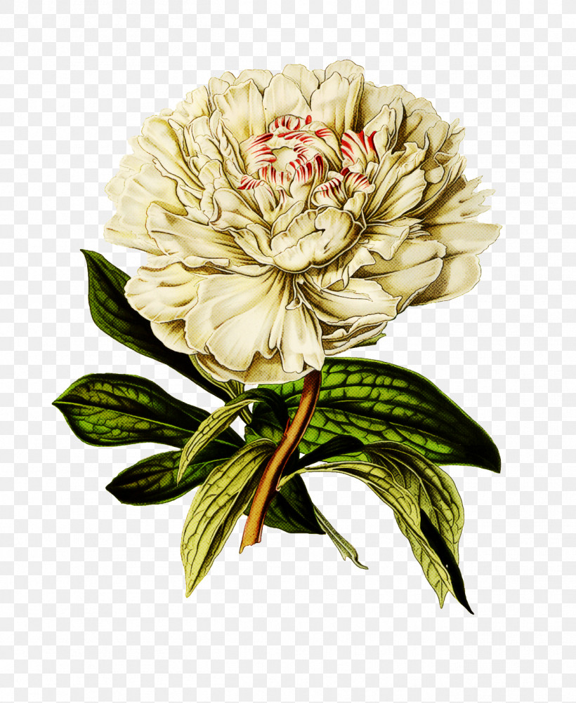 Flower Plant Cut Flowers Common Peony Peony, PNG, 1309x1600px, Flower, Chinese Peony, Common Peony, Cut Flowers, Peony Download Free