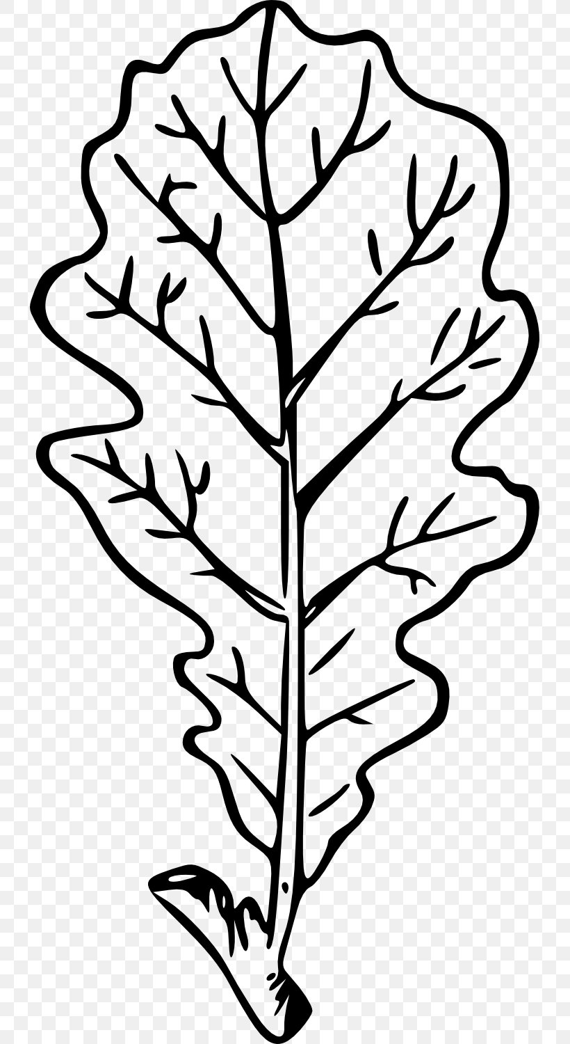 Leaf Line Art Plant Stem Drawing, PNG, 733x1500px, Leaf, Artwork, Black And White, Branch, Drawing Download Free