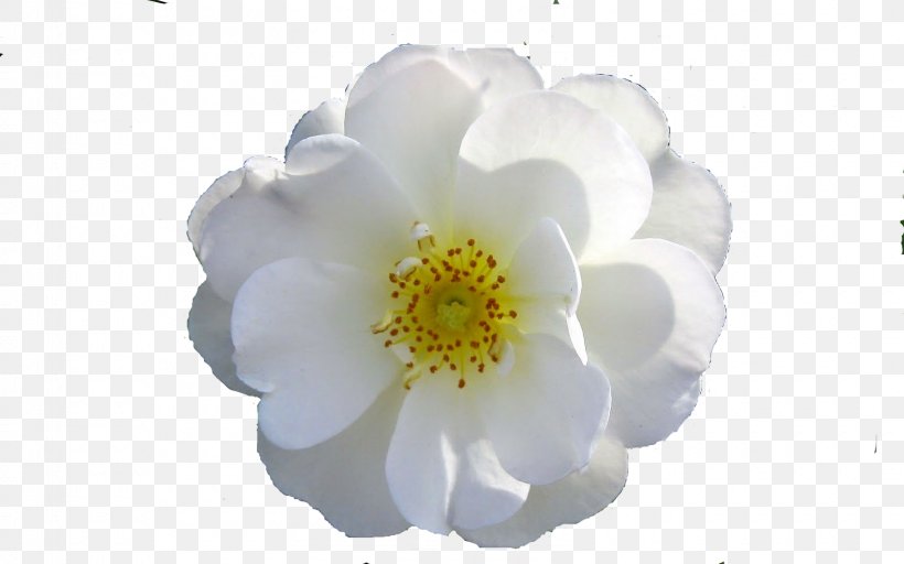 Rose Flower, PNG, 1600x1000px, Rose, Blue Rose, Camellia, Camellia Sasanqua, Color Download Free