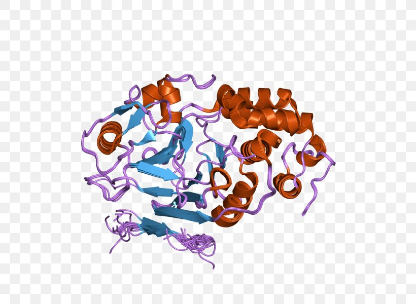 Calcineurin Protein Serine/threonine Phosphatase NFAT T Cell, PNG, 800x600px, Calcineurin, Art, Calcium, Calmodulin, Immune System Download Free